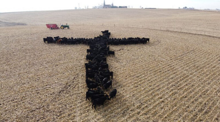 Cattle cross image goes viral