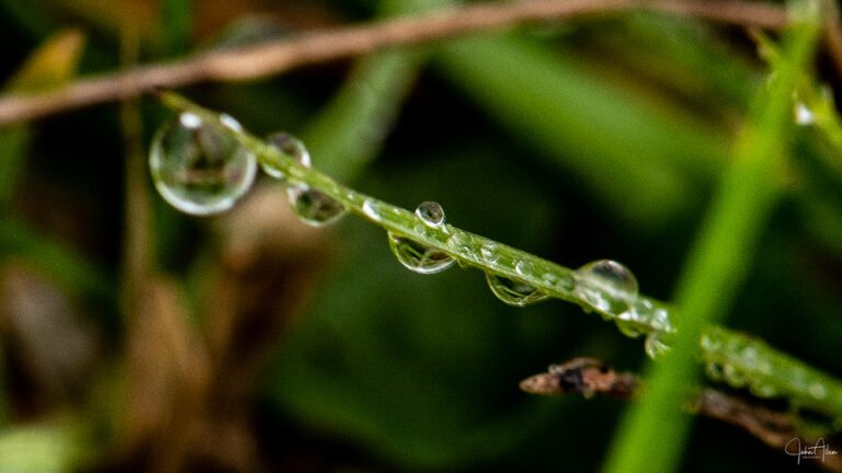 Parting Shot
