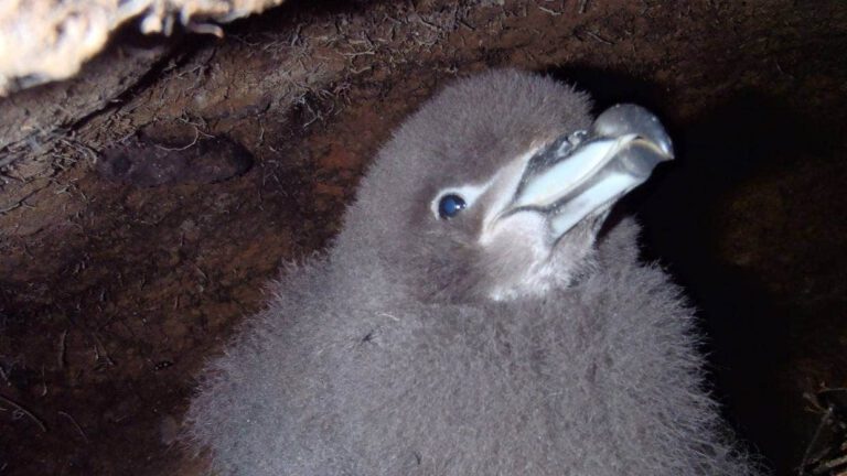 Lights doused to save petrel chicks